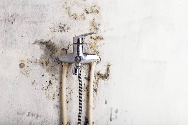 Best Office Mold Removal Services  in Coing, AL