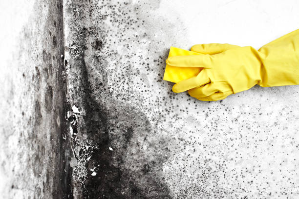 Best Mold Testing  in Coing, AL