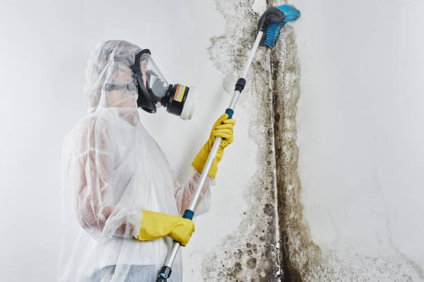 Best Local Mold Removal Service  in Coing, AL