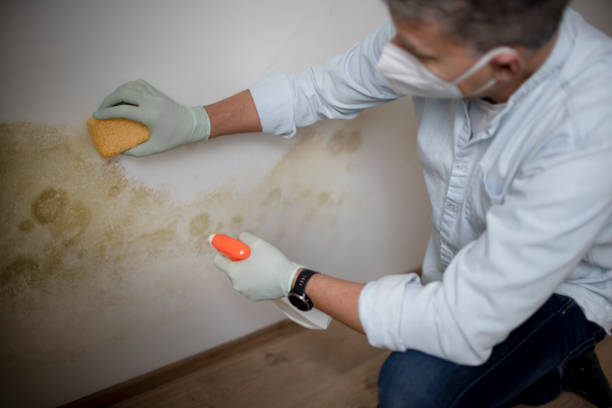 Best Attic Mold Removal  in Coing, AL