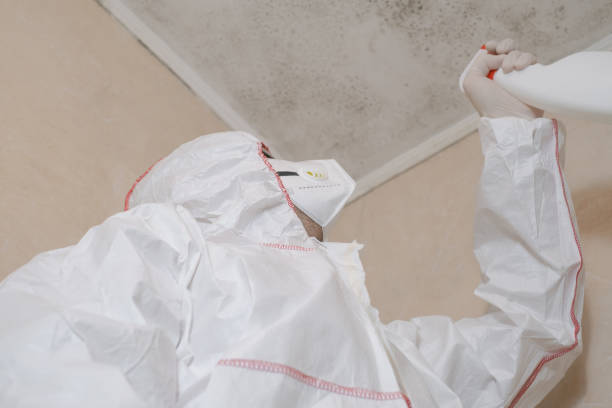 Home Mold Removal in Coaling, AL