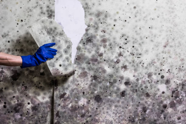 Best Home Mold Removal  in Coing, AL